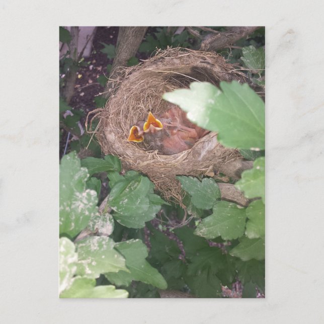 Cartão Postal Os filhotes cantam a canção da primavera.... (Frente)