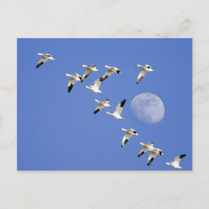 Cartão Postal Os gansos de neve tomam o vôo no lago NWR