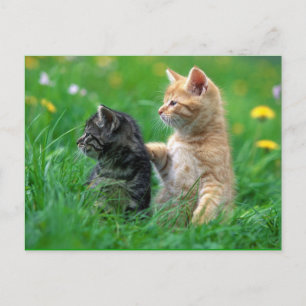 Cartão Postal os little_kittens (26) pets o felpudo adorável do