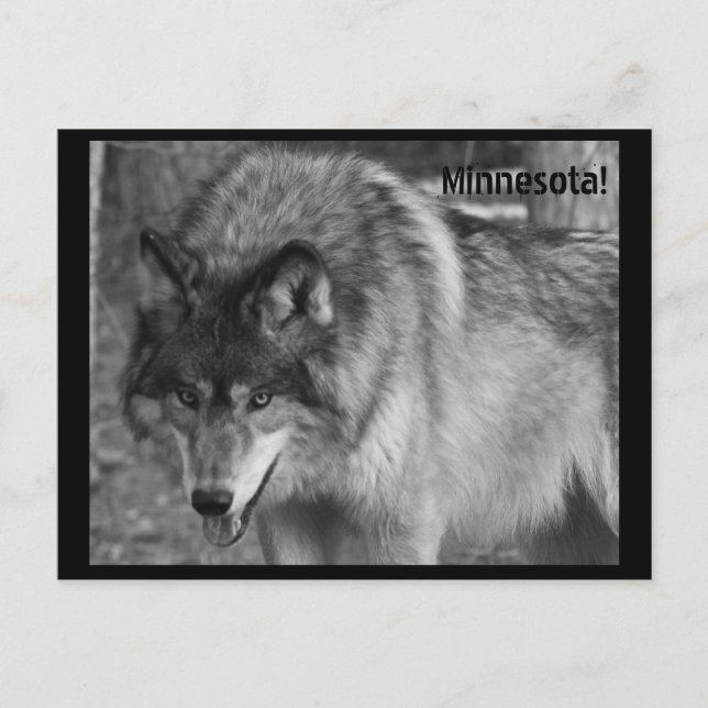 Cartão Postal Os Lobos de Minnesota! (Frente)