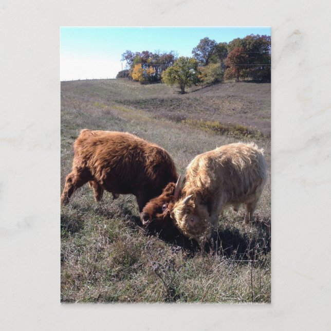 Cartão Postal Os rapazes são rapazes... (Frente)