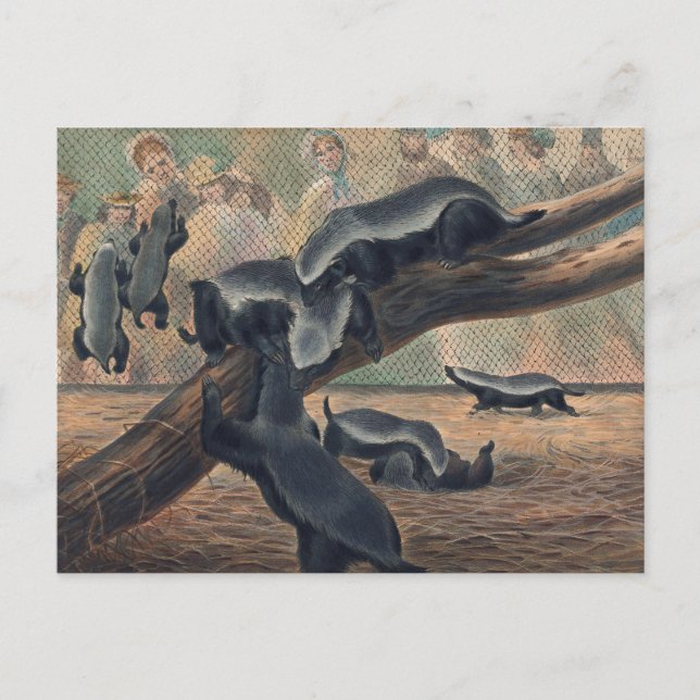 Cartão Postal Os Ratéis de Joseph Wolf (Frente)