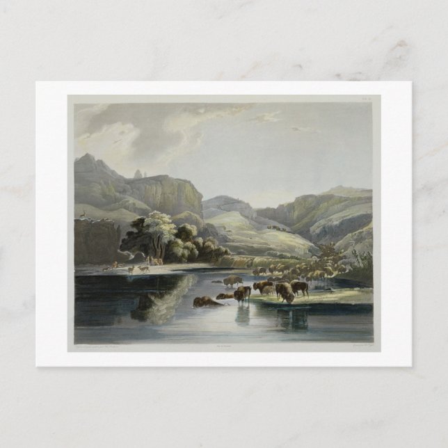Cartão Postal Os rebanhos do bisonte e dos alces na parte (Frente)