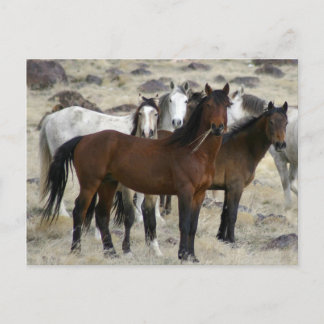 Cartão Postal Os selvagens