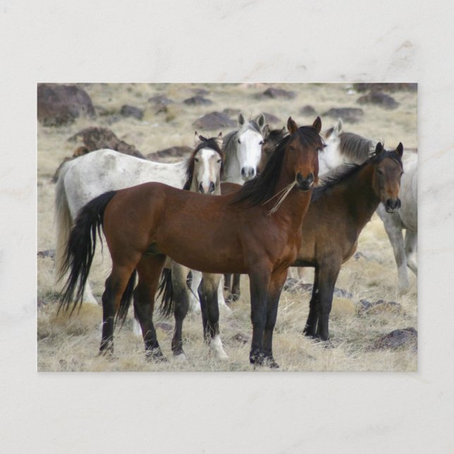 Cartão Postal Os selvagens (Frente)