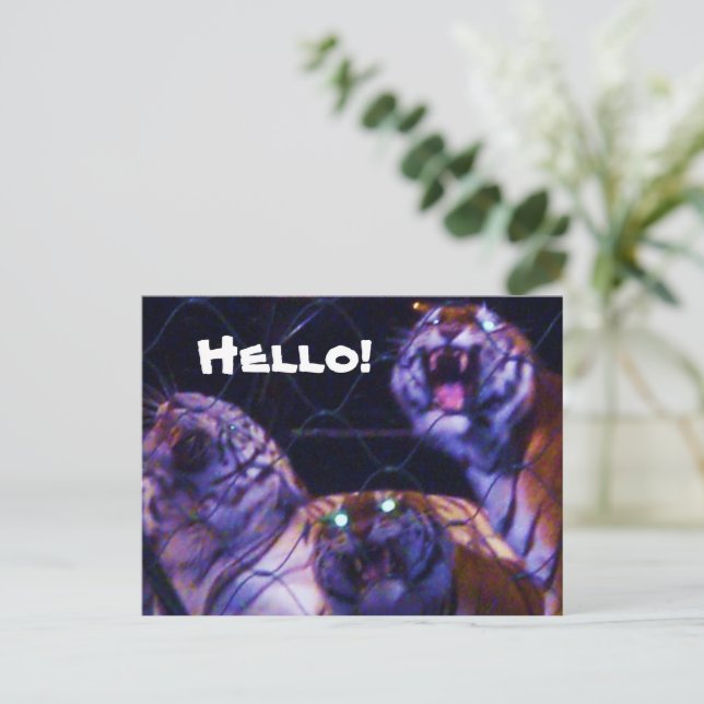 cartão postal OS TIGRES (Em pé/Frente)