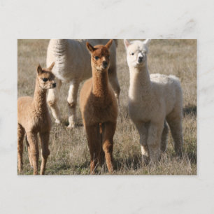 Cartão Postal Os Três Amigos, Estilo Alpaca