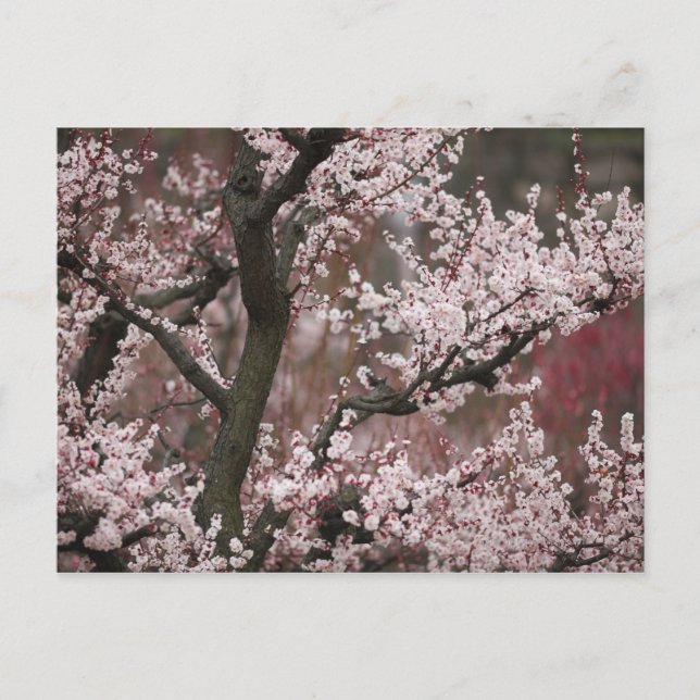 Cartão Postal Osaka, Japão (Frente)