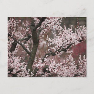 Cartão Postal Osaka, Japão