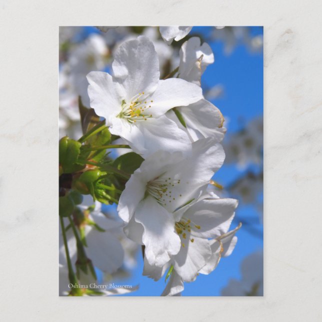 Cartão Postal Oshima Cherry Blossoms [Cartão postal] (Frente)