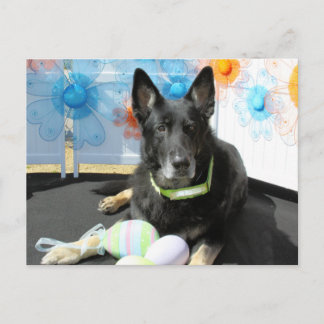 Cartão Postal Oso - German shepherd -4