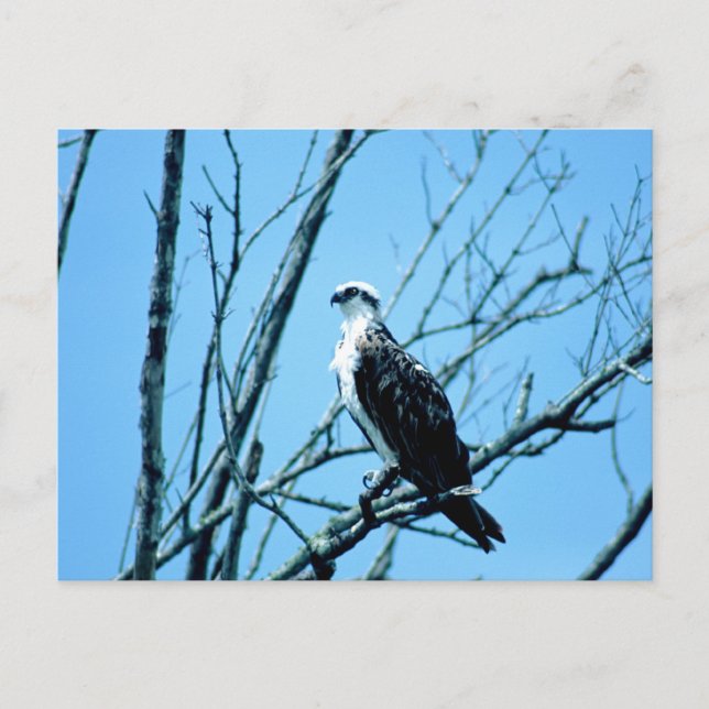 Cartão Postal Osprey (Frente)