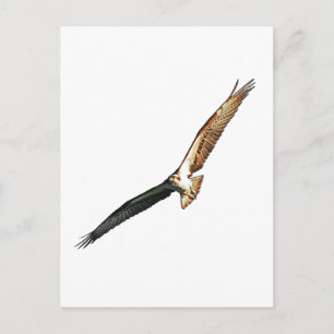 Cartão Postal Osprey