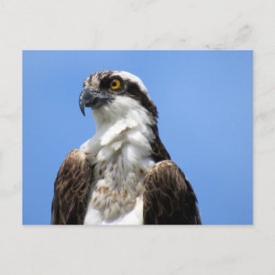 Cartão postal Osprey (4964)