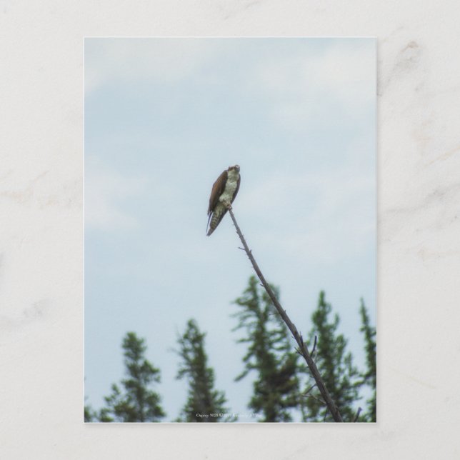 Cartão Postal Osprey 9028 (Frente)