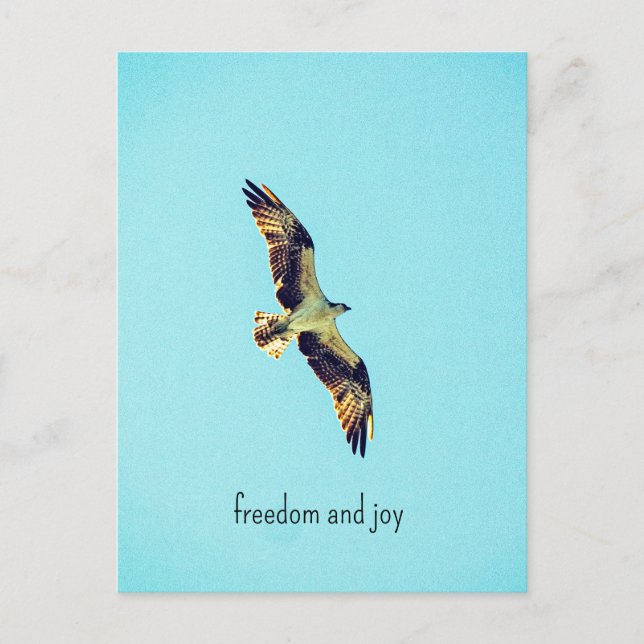 Cartão Postal Osprey art (Frente)