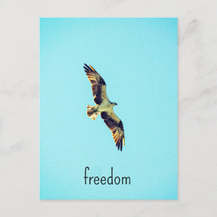 Cartão Postal Osprey art