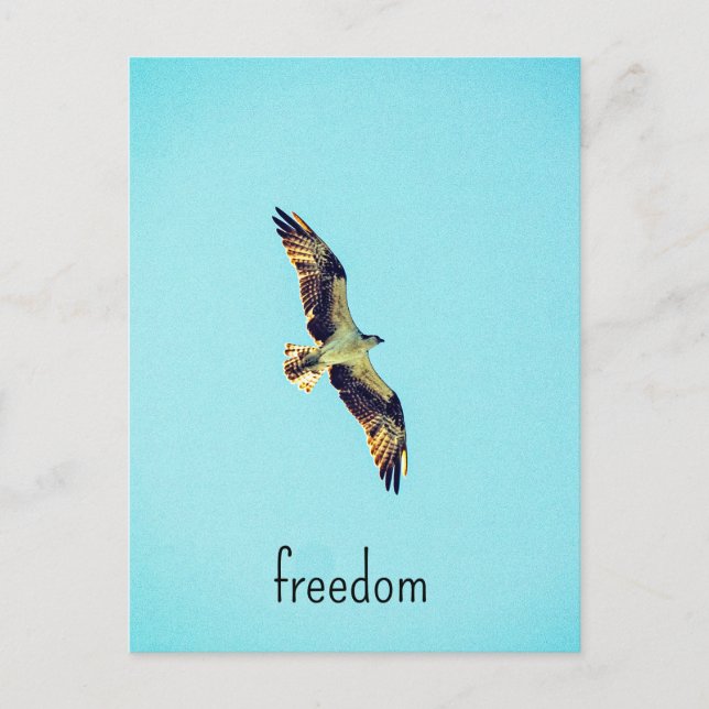 Cartão Postal Osprey art (Frente)