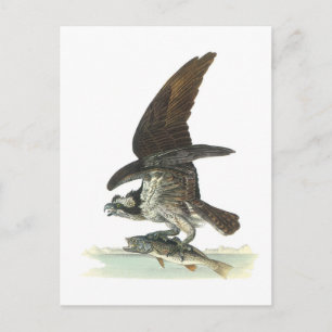 Cartão Postal Osprey de Audubon