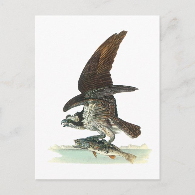 Cartão Postal Osprey de Audubon (Frente)