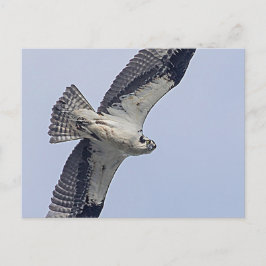 Cartão Postal Osprey em voo