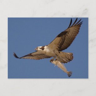 Cartão Postal Osprey Fisher