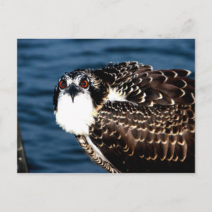 Cartão Postal Osprey, Ilha Tilghman, Porto de Dogwood, Maryland
