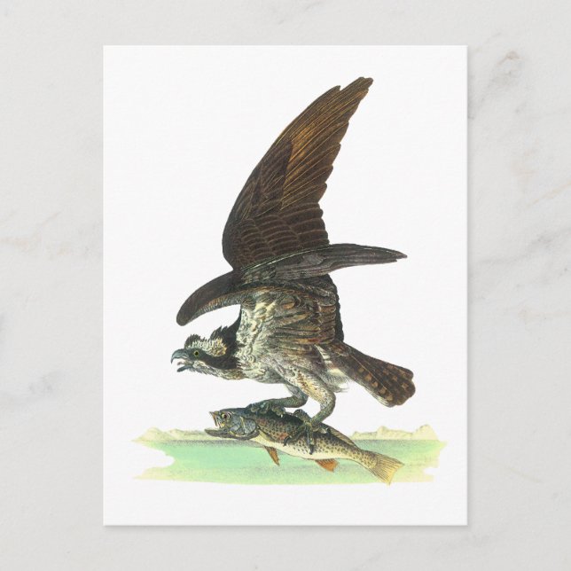 Cartão postal: Osprey - John Audubon (Frente)