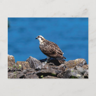 Cartão Postal Osprey nas rochas