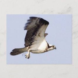 Cartão Postal Osprey no voo