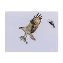 Osprey sendo perseguido por um pássaro vermelho