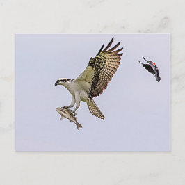 Cartão Postal Osprey sendo perseguido por um pássaro vermelho