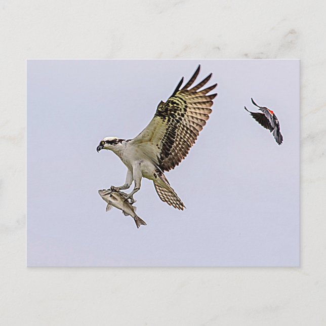 Cartão Postal Osprey sendo perseguido por um pássaro vermelho (Frente)