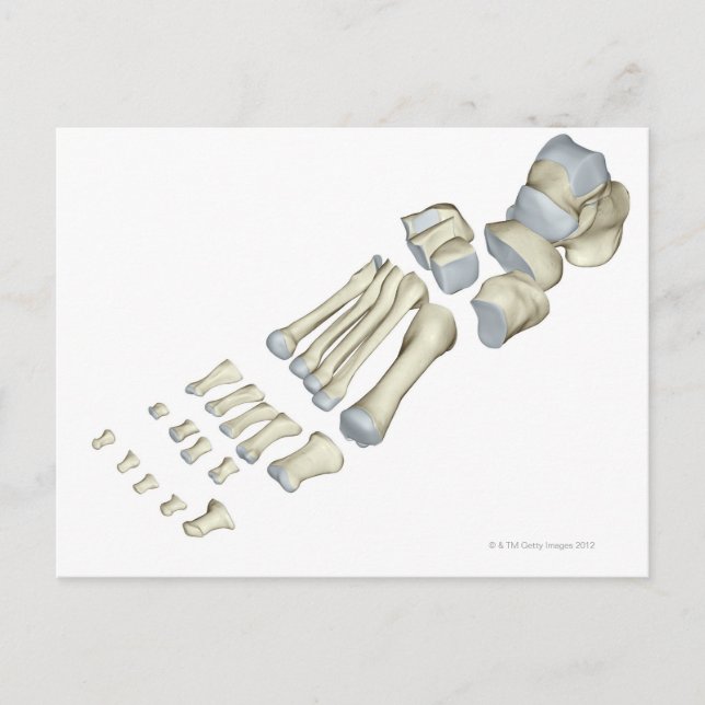 Cartão Postal Ossos do Pé 9 (Frente)
