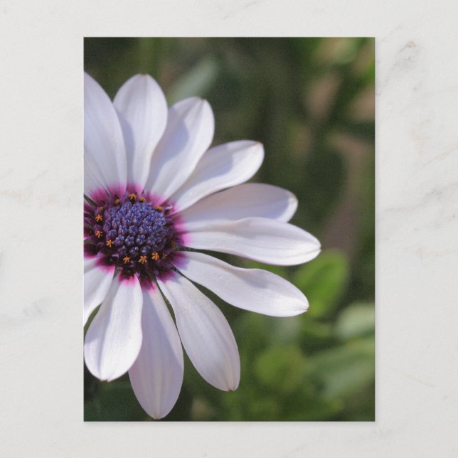 Cartão Postal Osteospermum (Frente)