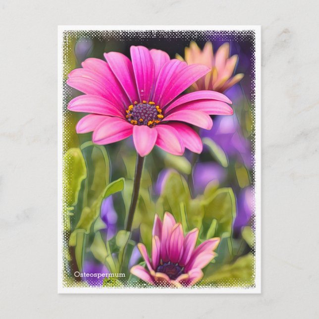 Cartão Postal Osteospermum (Frente)