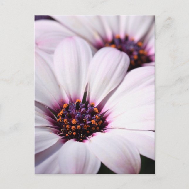 Cartão Postal Osteospermum (Frente)