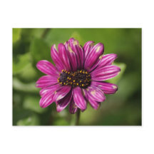 Osteospermum / Dimorphotheca mutante