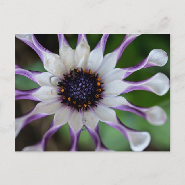 Cartão Postal Osteospermum Nasinga Branca (Frente)