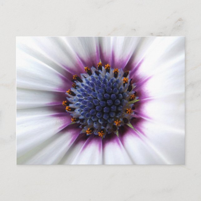 Cartão postal Osteospurmum (Frente)