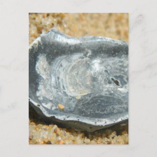 Cartão Postal Ostra Shell na Areia