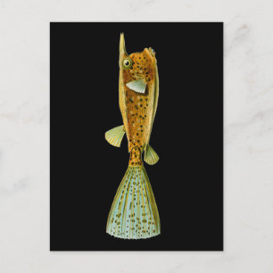 Cartão Postal Ostracion cornutus (Boxfish), Haeckel Fine Art