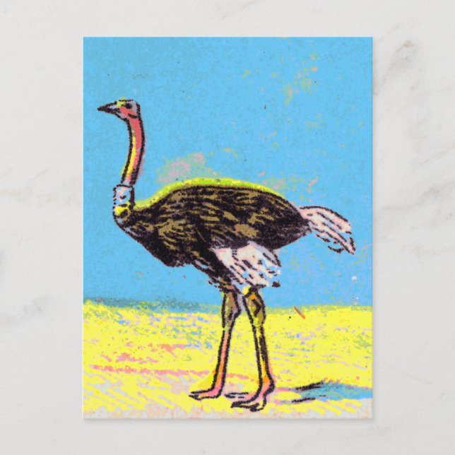 Cartão Postal Ostrich (Frente)