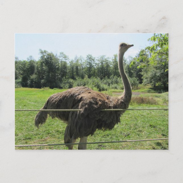 Cartão Postal Ostrich (Frente)