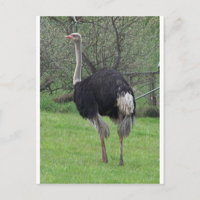 Cartão Postal Ostrich (Frente)