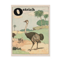 Ostrich Alphabet - Letra