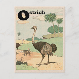 Cartão Postal Ostrich Alphabet - Letra