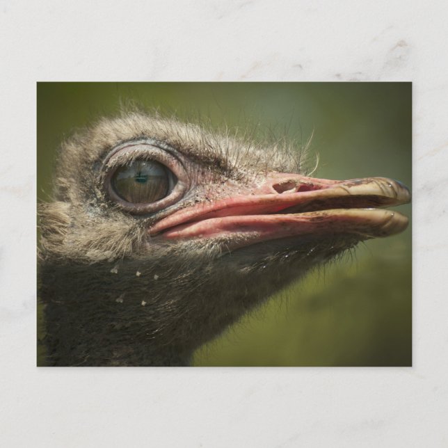 Cartão Postal Ostrich Blair Drummond (Frente)