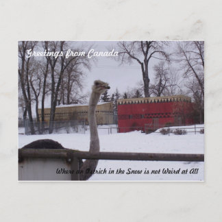 Cartão Postal Ostrich na neve