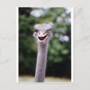 Cartão Postal Ostrich Winking - Engraçado